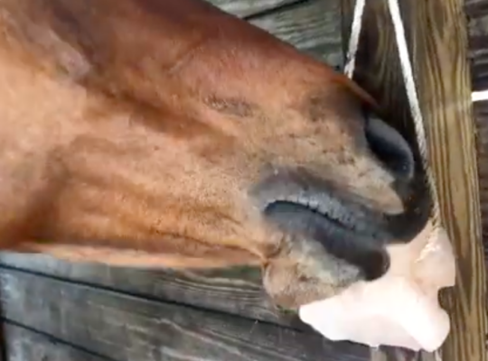 Salt licks for horses and cattle ( Buy pink rock salt for animals in SAUDI ARABIA )