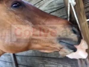 Salt licks for horses and cattle ( Buy pink rock salt for animals in AL AIN )