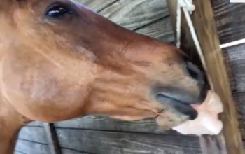 Salt licks for horses and cattle ( Buy pink rock salt for animals in AL AIN )