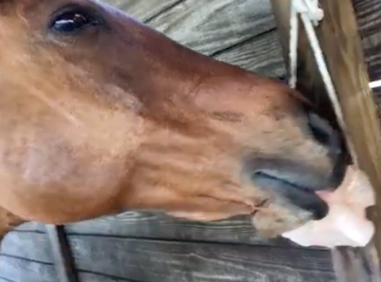 Salt licks for horses and cattle ( Buy pink rock salt for animals in AL AIN )
