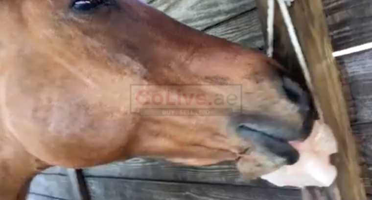 Salt licks for horses and cattle ( Buy pink rock salt for animals in AL AIN )