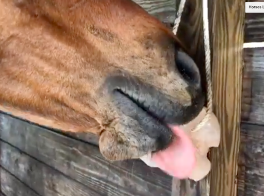 Salt licks for horses and cattle ( Buy pink rock salt for animals in ABU DHABI )