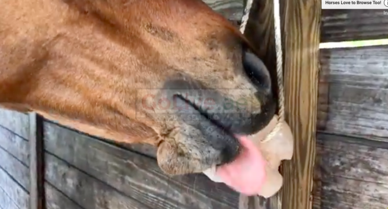 Salt licks for horses and cattle ( Buy pink rock salt for animals in ABU DHABI )