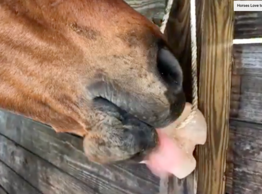Durable Himalayan salt licks for horses (Organic Himalayan salt Supplier in DUBAI )
