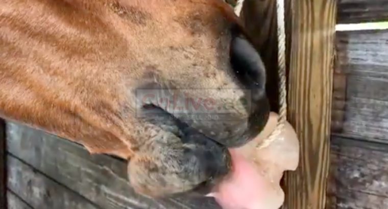 Durable Himalayan salt licks for horses (Organic Himalayan salt Supplier in DUBAI )