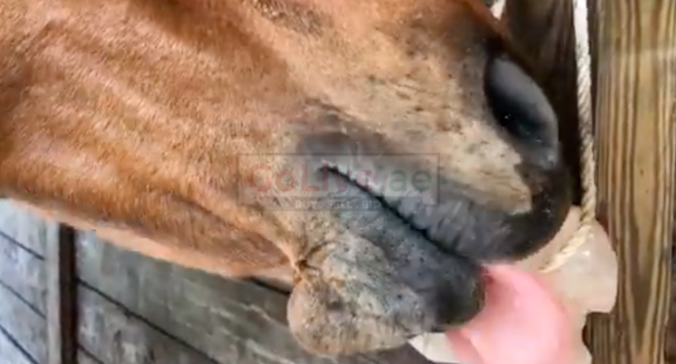 Salt licks for goats and sheep ( Salt licks for livestock in QATAR )