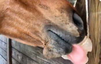 Salt licks for animal health ( Wholesale Himalayan salt licks in SHARJAH )