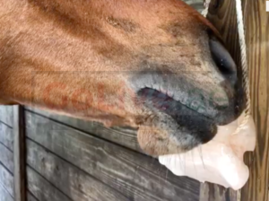 Salt licks for animal health ( Wholesale Himalayan salt licks in DUBAI )