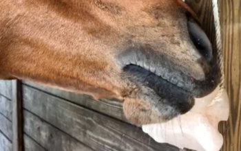 Salt licks for animal health ( Wholesale Himalayan salt licks in DUBAI )