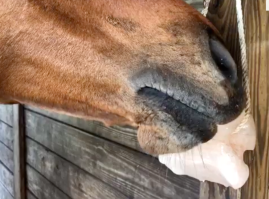 Salt licks for animal health ( Wholesale Himalayan salt licks in DUBAI )