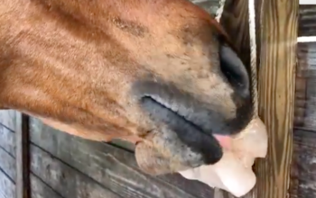 Salt licks for zoo animals ( Order natural salt blocks for animals in Abu Dhabi )