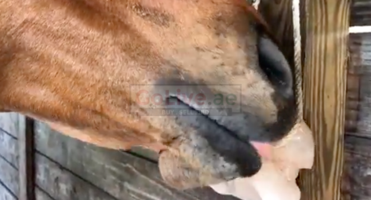 Salt licks for zoo animals ( Order natural salt blocks for animals in Abu Dhabi )