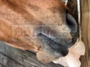 Salt licks for zoo animals ( Order natural salt blocks for animals in Fujairah )