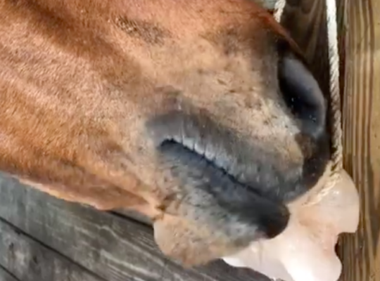 Salt licks for horses and cattle ( Buy pink rock salt for animals in DUBAI )