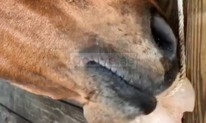Salt licks for horses and cattle ( Buy pink rock salt for animals in DUBAI )