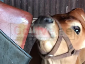 Salt licks for horses and cattle ( Buy pink rock salt for animals in FUJAIRAH )