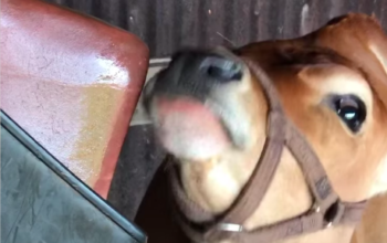 Salt licks for horses and cattle ( Buy pink rock salt for animals in FUJAIRAH )