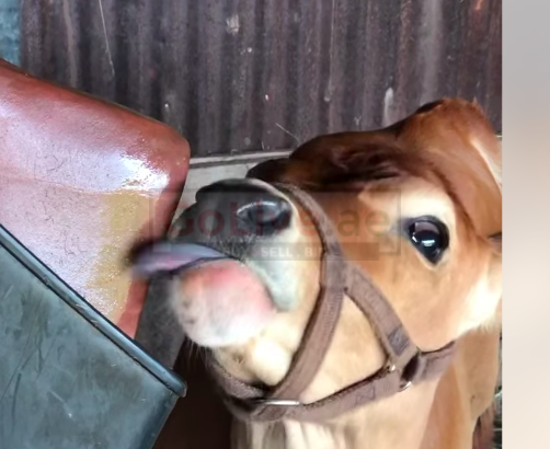 Salt licks for goats and sheep ( Salt licks for livestock in AL AIN )
