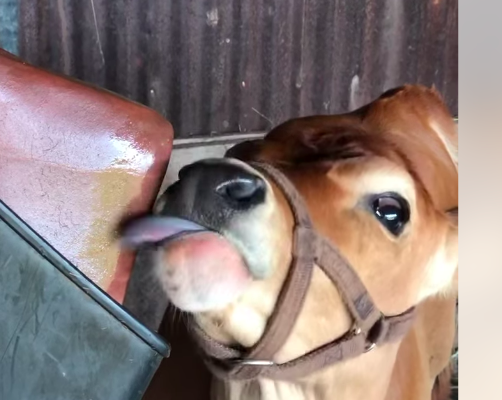 Salt licks for horses and cattle ( Buy pink rock salt for animals in OMAN )