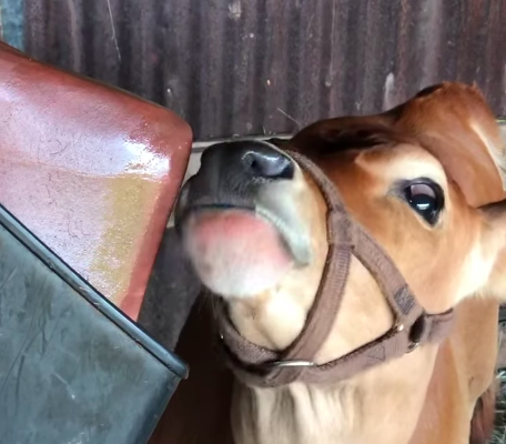 Natural salt licks for animal ( Salt licks for farm animals in SAUDI ARABIA )