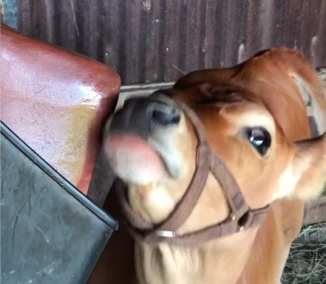 Salt licks for horses and cattle ( Buy pink rock salt for animals in AL AIN )