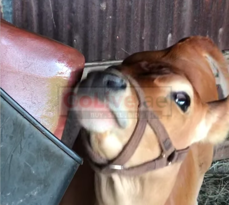 Salt licks for horses and cattle ( Buy pink rock salt for animals in AL AIN )