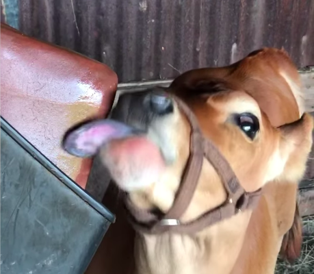 Salt licks for goats and sheep ( Salt licks for livestock in QATAR )