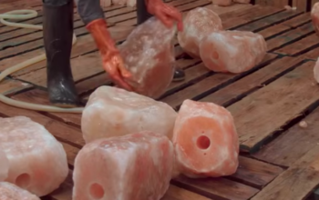 Natural salt licks for animal ( Salt licks for farm animals in OMAN )