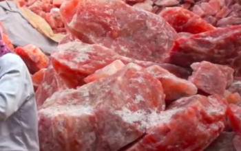 Salt licks for zoo animals ( Order natural salt blocks for animals in Dubai )