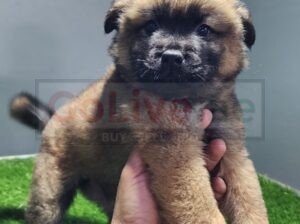 Chow Chow Puppies available