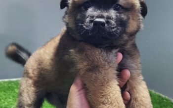 Chow Chow Puppies available