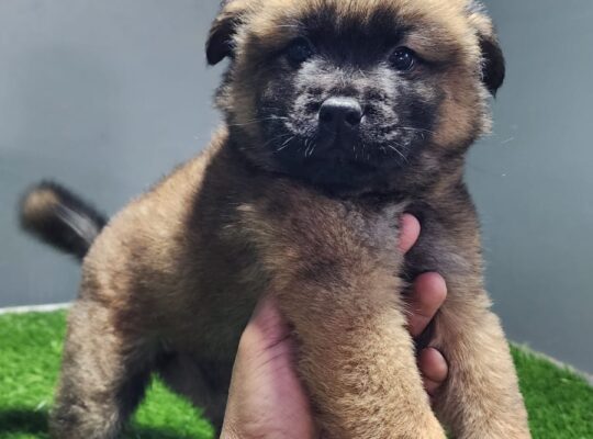 Chow Chow Puppies available