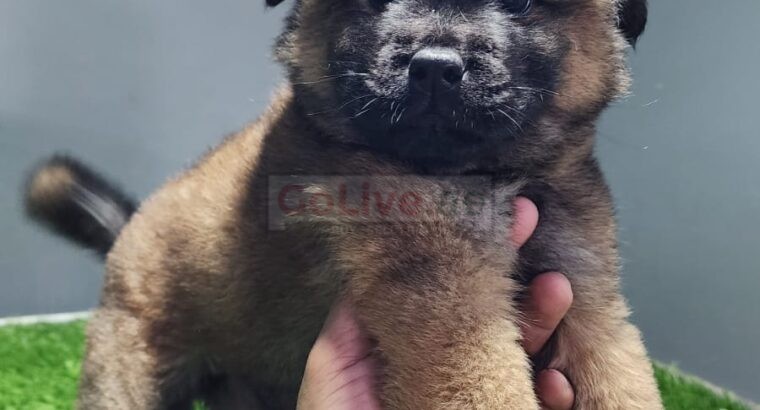 Chow Chow Puppies available