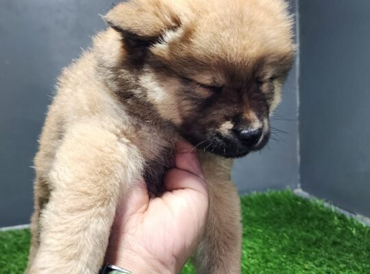 Chow Chow Puppies available