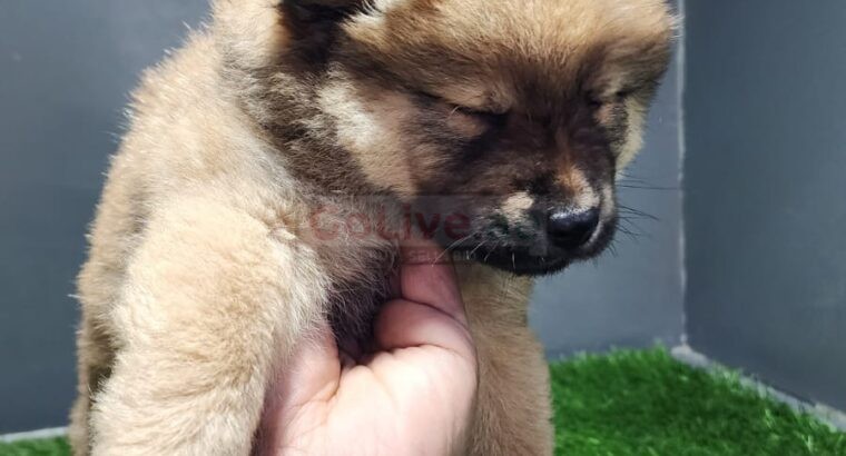 Chow Chow Puppies available