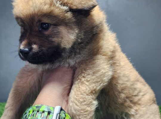 Chow Chow Puppies available