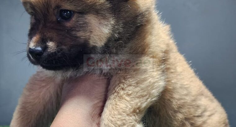 Chow Chow Puppies available