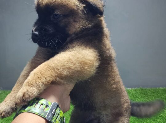 Chow Chow Puppies available