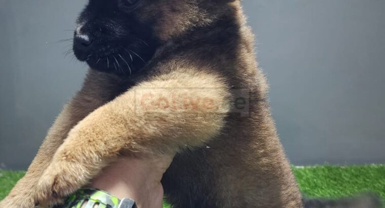 Chow Chow Puppies available