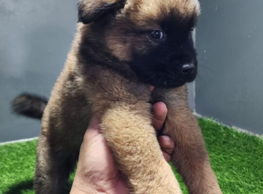 Chow Chow Puppies available