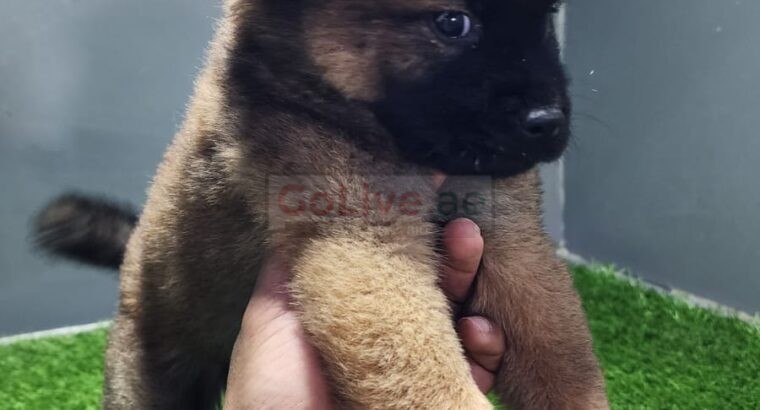 Chow Chow Puppies available