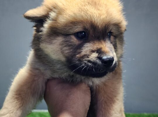 Chow Chow Puppies available