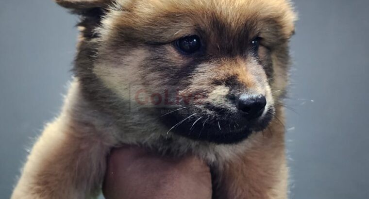 Chow Chow Puppies available