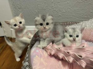 Scottish Fold kittens available for adoption,
