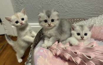 Scottish Fold kittens available for adoption,