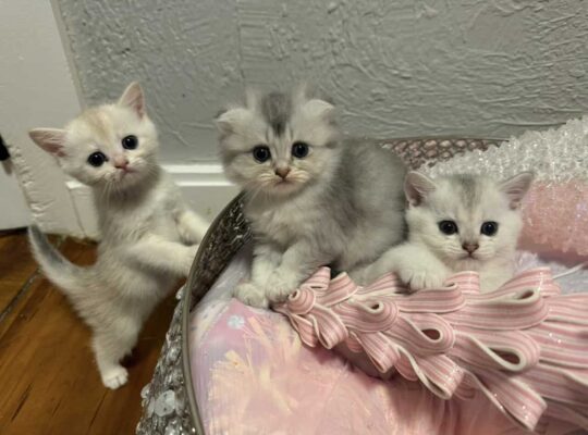 Scottish Fold kittens available for adoption,