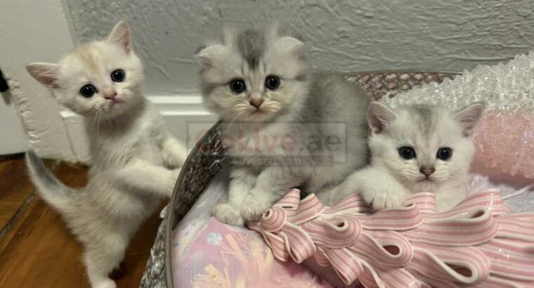 Scottish Fold kittens available for adoption,