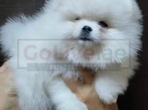 Well Trained Pomeranian Puppies Male and Female