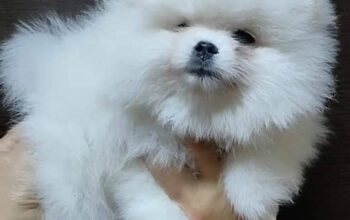 Well Trained Pomeranian Puppies Male and Female