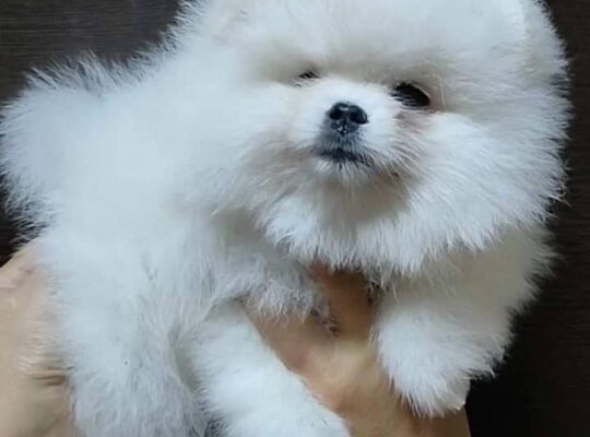 Well Trained Pomeranian Puppies Male and Female